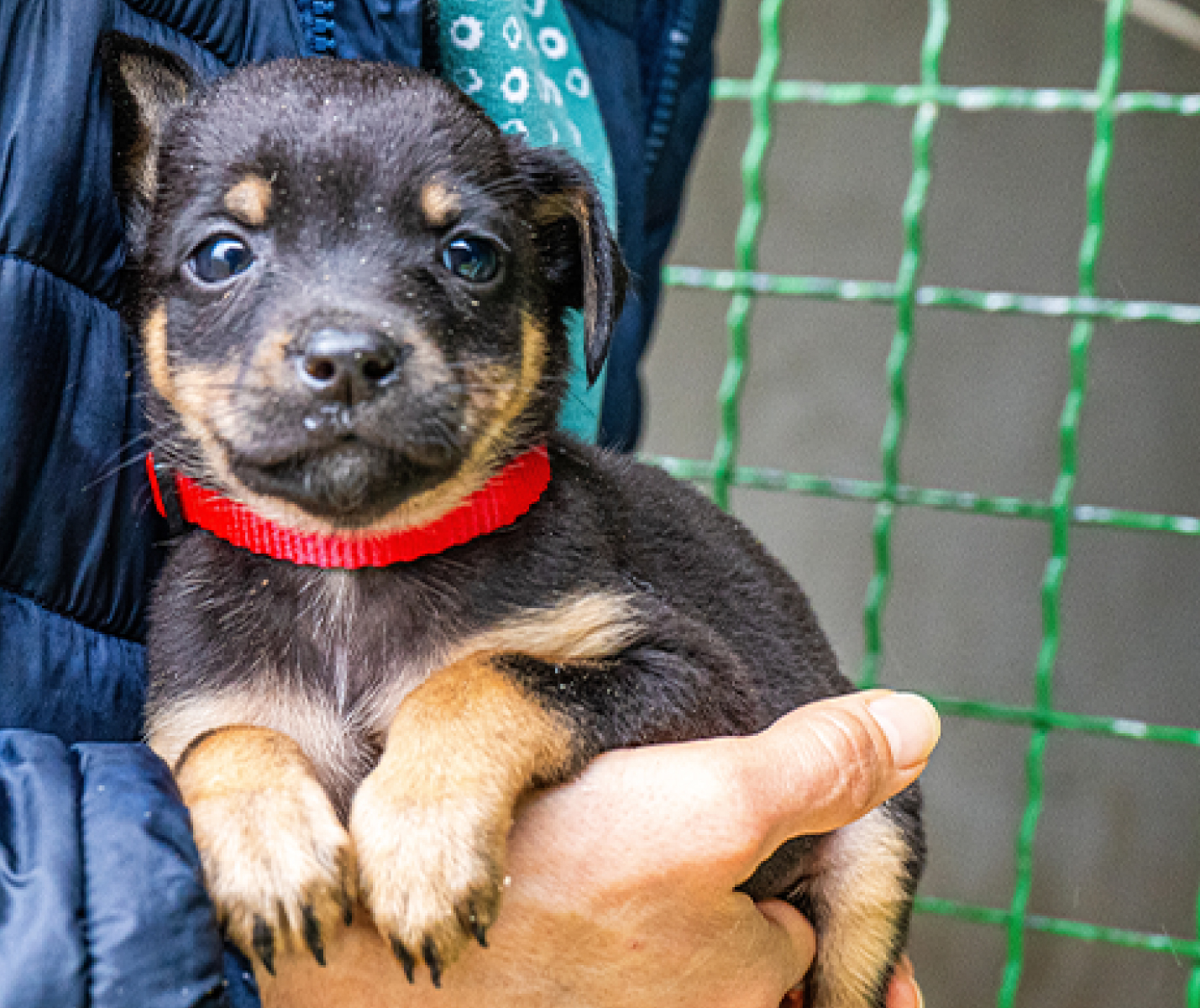 Cómo reconocer el estrés en un cachorro adoptado Cr
